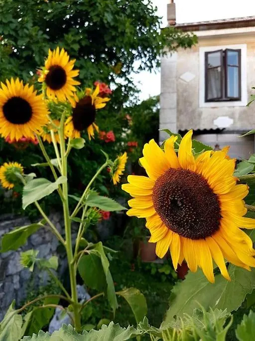 Zelena Oaza Apartment Skrljevo Croatia